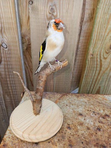 Super mooie major Putter Taxidermie volledige montage -, Nieuw