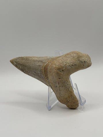 Haai - Fossiele tand - Otodus Sokolovi - 8.24 cm (Zonder, Verzamelen