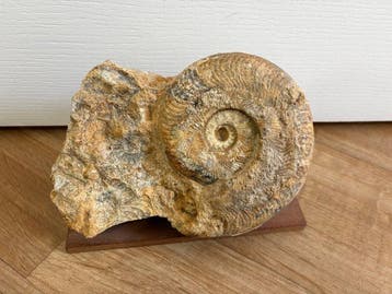 Ammoniet - Gefossiliseerde schelp - 13 cm