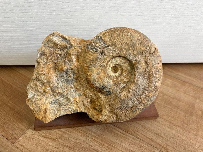 Ammoniet - Gefossiliseerde schelp - 13 cm, Collections, Minéraux & Fossiles
