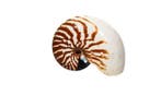 zeldzame soort Nautilus-schelp  16cm  ZEER ZELDZAME SOORT, Nieuw