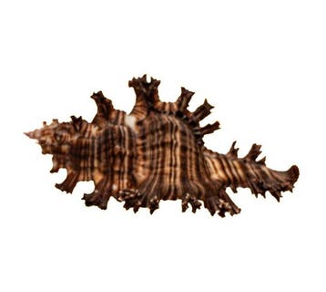 Exotische reuzenstekelslak – Chicoreus ramosus (120 mm) –