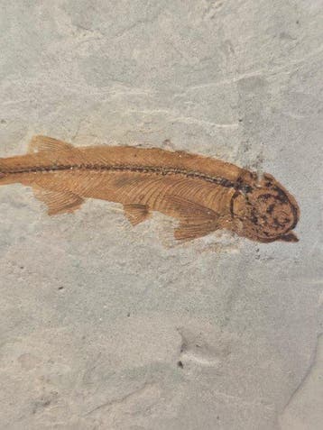Vis - Gefossiliseerd dier - Lycoptera - 11 cm (Zonder, Verzamelen