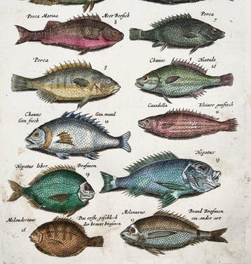 Matthäus Merian (b1593) Hand coloured folio: Sea Bream,