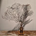 Gorgonia nera Corail - Gorgoniidae, Collections