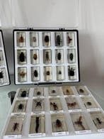 Collectie met dierenthema - 50 echte insecten in Resign, Antiek en Kunst