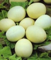 Nest Egg kalebas 50 zaden