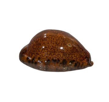 Exclusieve verzamel-kauri: Mauritia arabica immanis (65 mm,, Nieuw
