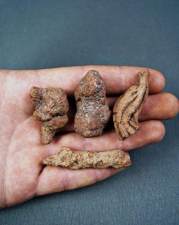 Gefossiliseerd dier - Coprolito (Zonder minimumprijs)