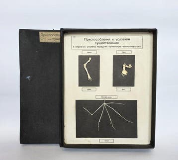 Lesmateriaal - Vintage educatief anatomisch model -