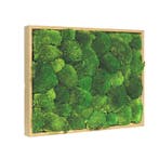 Mosschilderij Bolmos 80x120 cm Blank Hout, Huis en Inrichting, Verzenden, Nieuw