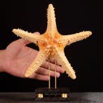 Étoile de mer marine naturelle - Pentaceraster sur socle