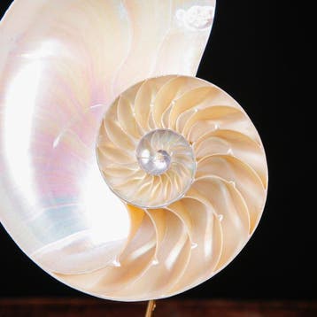 Fibonacci-spiral - Parelmoeren Nautilus - De Spiraal van het, Antiek en Kunst