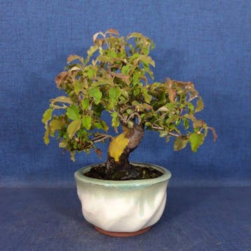 Coing chinois - Hauteur (arbre) : 26 cm - Profondeur (arbre)