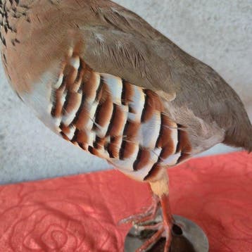 Perdrix rouge Support mural pour taxidermie - Alectoris rufa, Collections, Collections Animaux