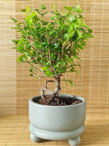 Sageretia bonsai (Sageretia theezans) - Hoogte (boom): 16 cm