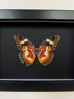 Papillon Support de corps entier pour taxidermie - Cethosia