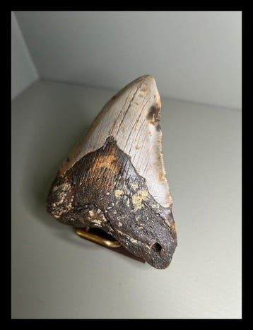 Megalodon - Fossiele tanden - 103 mm - 85 mm