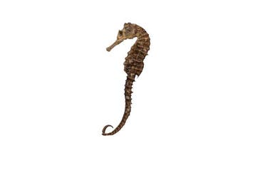 zeepaardjes (extreem groot) Skelet - Seepferdchen (extrem, Nieuw