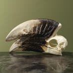 Witpootneushoornvogel M Schedel, Ophalen of Verzenden, Opgezet dier
