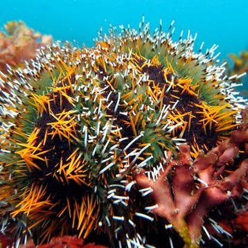 Tripneustes Gratilla (Gestreepte Zeeëgel) L (Ong. 7-8 cm)