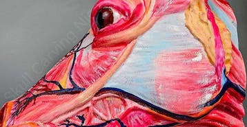 Anatomisch model - Plastic - 2026 - Spieren en schedel
