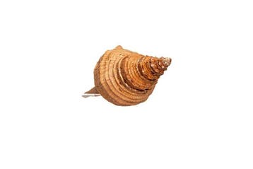 Pleuroploca trapezium | Trapez-Fasziolaria / paardenconch -