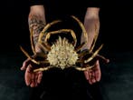 Grote krab Maya Taxidermie volledige montage - Maya crispata