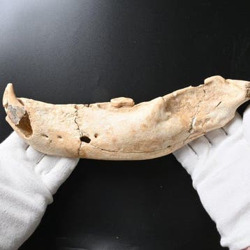 Holenbeer - Fossiele schedel - Ursus spelaeus - 28 cm - 2 cm
