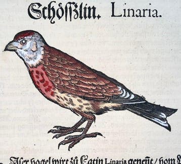 Conrad Gesner - First German Issue - Linnet, Finch,