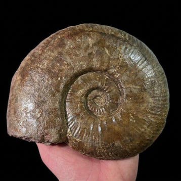 Ammoniet - Gefossiliseerde schelp - Planammatoceras, Verzamelen