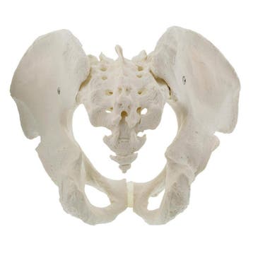 Anatomisch model van het mannelijk bekken ST-ATM 35, Verzenden