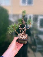 Den bonsai (Pinus) - Hoogte (boom): 25 cm - Diepte (boom):