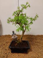 Bonsaï Mélèze (Larix) - Hauteur (arbre) : 28 cm - Profondeur