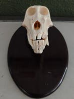 Singe Crâne - Papio ursinus - 11 cm - 13 cm - 20 cm- CITES