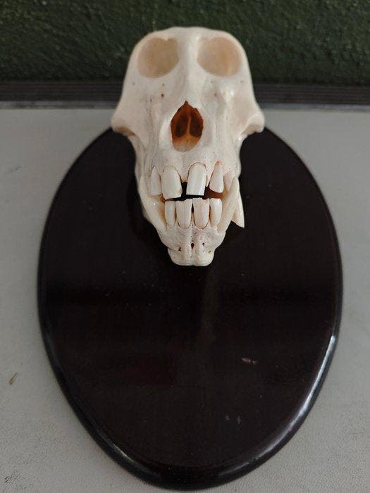 Singe Crâne - Papio ursinus - 11 cm - 13 cm - 20 cm- CITES, Collections, Collections Animaux
