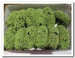 Fieldberries Groen doos, Nieuw