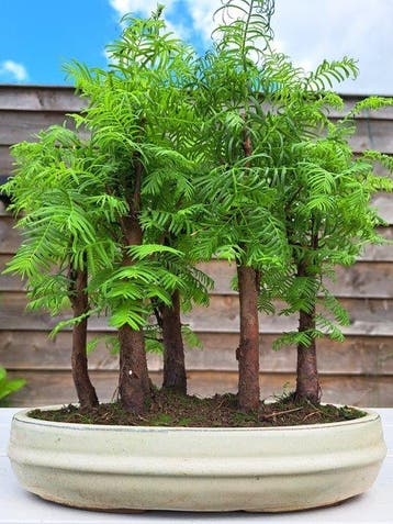 Metasequoia bonsai dans un bol à bonsaï - Hauteur (arbre) :