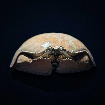Krab Taxidermie wandmontage - Calappa calappa - 3 cm - 10 cm, Antiek en Kunst