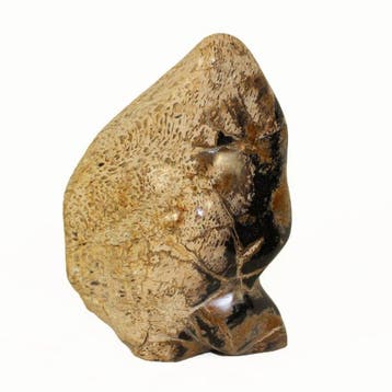 versteend palmenhout - Gefossiliseerd hout - Palmoxylon - 18