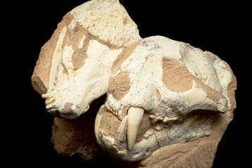 Crâne précoce du chat et de Gulo - Matrice fossile - Lynx