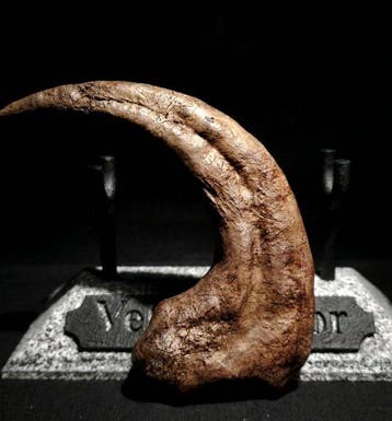 Griffe de Velociraptor Monture pour réplique taxidermique -
