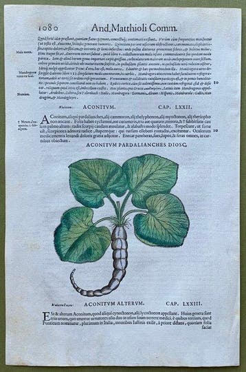 Xilografie botaniche - 1604, Antiek en Kunst, Antiek | Boeken en Manuscripten