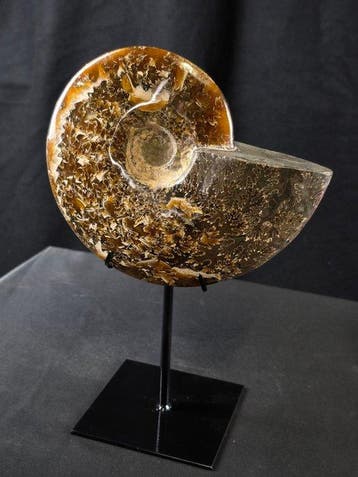 Ammoniet - Gefossiliseerd dier - Aioloceras (Cleoniceras)