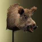 Wild Zwijn Groot Taxidermie Opgezette Dieren By Max, Ophalen of Verzenden, Opgezet dier