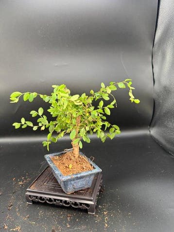 Japanese iep bonsai (Zelkova) - Hoogte (boom): 16 cm -