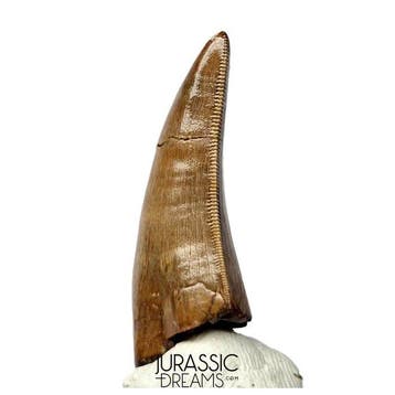 Tand van Tyrannosaurus-dinosauriër - Nanotyrannus sp -