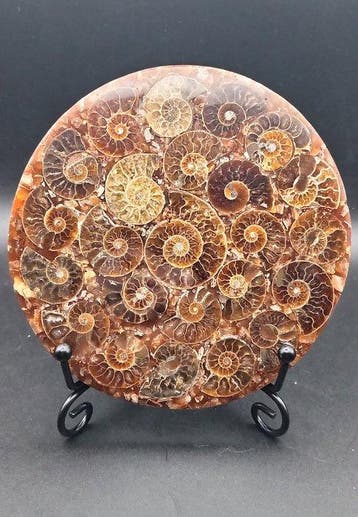 Ammoniet - Gefossiliseerde schelp - Cleoniceras sp. - 11.2