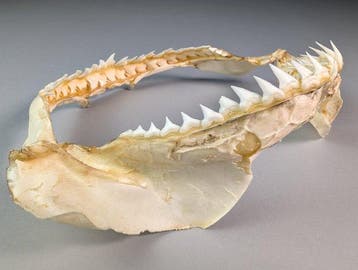 Bignose Shark Jaw (Alleen EU-bieders) Kaak vastgezet -, Nieuw
