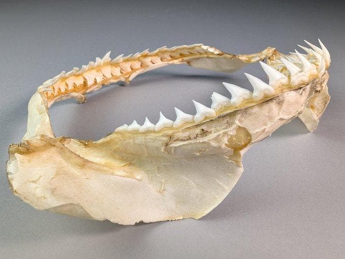 Bignose Shark Jaw (Alleen EU-bieders) Kaak vastgezet -, Verzamelen, Dierenverzamelingen